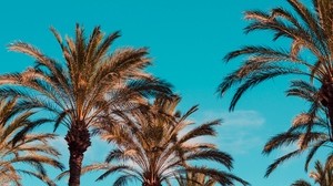 palm trees, genoa, italy