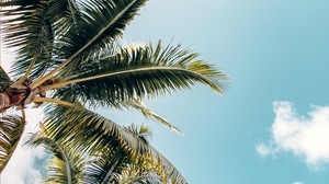 palm trees, crowns, branches, leaves, sky