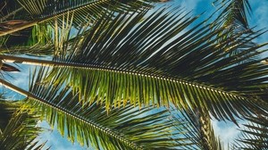 palm trees, leaves, branches, tropics, summer