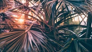 palm trees, leaves, branches, rays, sunlight