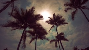 palmer, himmel, moln, solnedgång, skymning