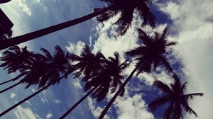 palm trees, sky, clouds, trees, tropics