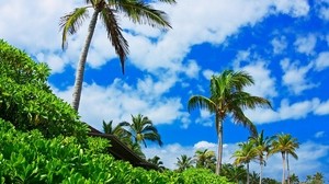 palm trees, sky, clouds, bright, from below
