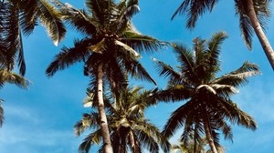 palmuja, taivas, tropiikit, puut