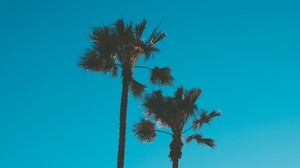 palm trees, sky, tropics, trees, blue