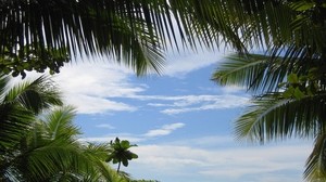 palm trees, sky, branches, green, light blue, background