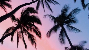 palm trees, sky, bottom view, clouds, tropics