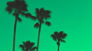 palme, cielo, verde, cime degli alberi