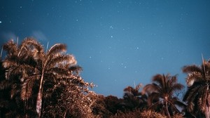 palm trees, sky, stars, evening
