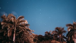 palmeras, cielo, estrellas, tarde - wallpapers, picture