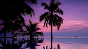 palm trees, night, silhouettes