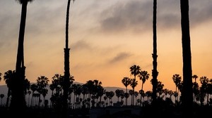 palm trees, night, sunset, tropics, sky