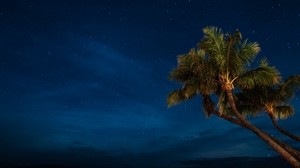 棕榈树，夜晚，繁星点点的天空，热带