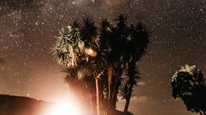 palmer, natt, stjärnhimmel, blixt, ljus, bländning