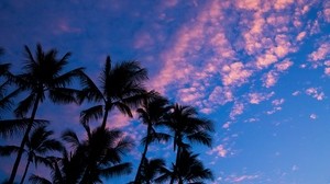 palm trees, clouds, shape, sunset, tropics - wallpapers, picture