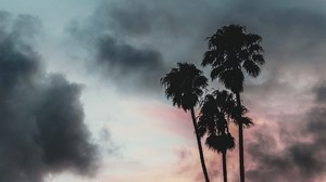 palm trees, clouds, sunset, outlines, sky, tropics