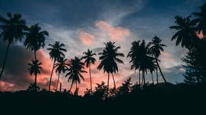 palm trees, outlines, sunset, tropics, clouds, sky - wallpapers, picture