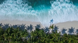 palm trees, the ocean, top view, surf, wave, foam