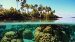 palm trees, island, underwater, corals, reefs, light blue