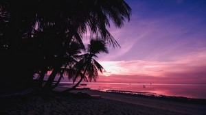 palm trees, beach, sunset, tropics, branches, shore