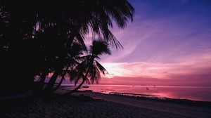 palm trees, beach, sunset, tropics, branches, shore - wallpapers, picture