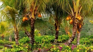 palm trees, fruits, yellow, trees - wallpapers, picture