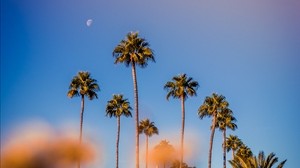 palm trees, blur, glare, bokeh, tropics, sky
