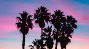 palm trees, silhouettes, shadow, beach, sky
