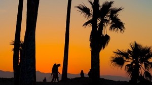 palm trees, silhouettes, tropics, sunset, trees - wallpapers, picture