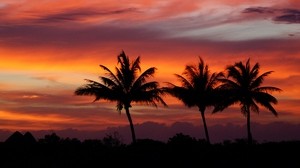 palm trees, silhouettes, sunset, sky, clouds, tropics