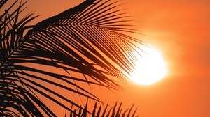 palm trees, sun, sunset, outlines - wallpapers, picture