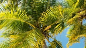 palm trees, trunk, branches, leaves, bottom view