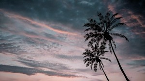 palm trees, twilight, dark, sky, clouds