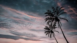 palmeras, crepúsculo, oscuridad, cielo, nubes