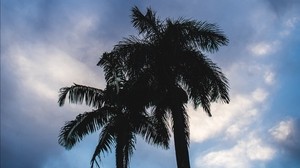 palm trees, dark, silhouettes, sky, clouds