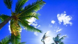 palm trees, tropics, hawaii, aloha, sky