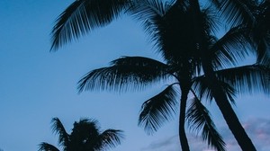 palm trees, tropics, sky, branches