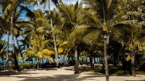 palm trees, tropics, beach, mauritius - wallpapers, picture