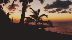 palm trees, tropics, sunset, branches, Mexico - wallpapers, picture