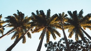 palm trees, treetops, crowns, trees, tropical