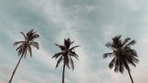 palm trees, treetops, sky, crowns, trees