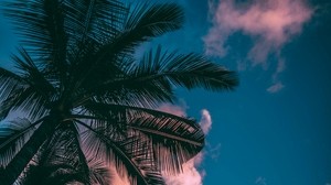 palm trees, branches, sky, clouds, sunset, bottom view, porous