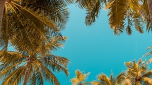 palm trees, bottom view, tropics sky, trunks, branches