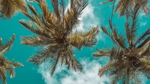 palm trees, bottom view, clouds, sky, branches, tropics, leaves