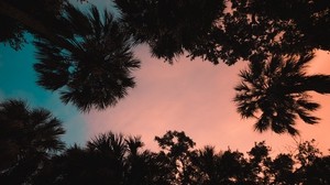 palm trees, bottom view, sunset, tropics, dusk