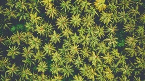 palm trees, top view, trees, tropics - wallpapers, picture