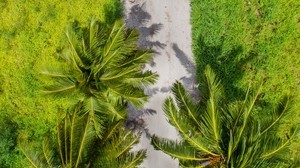palmträd, toppvy, stig, tropiker