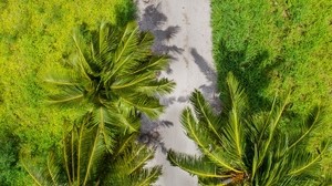 palme, vista dall’alto, sentiero, tropici