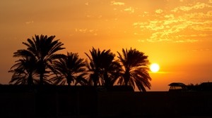 palmeras, puesta de sol, horizonte, cielo, nubes, contornos, oscuro - wallpapers, picture