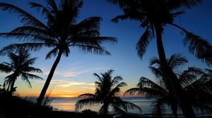 palm trees, sunset, sea, shape, tropics